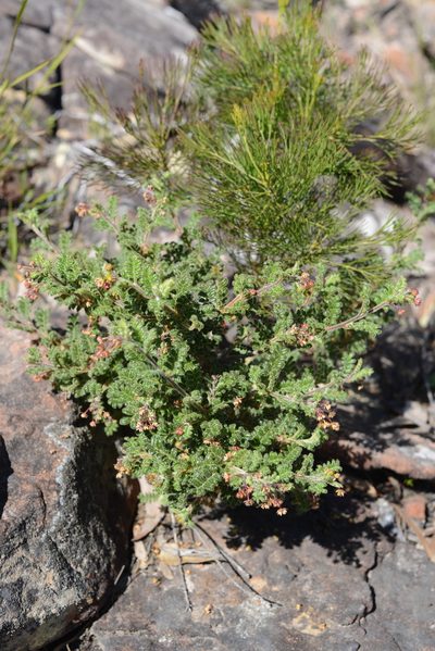 Dodonaea pinnata, photographed by ronavery