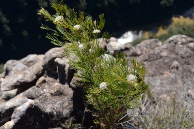 Isopogon anethifolius, photographed by ronavery