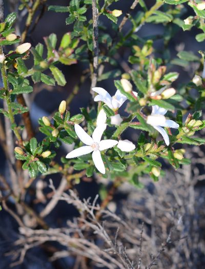 Philotheca hispidula, photographed by ronavery
