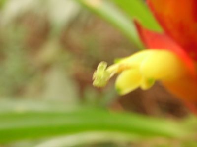 Vriesea incurvata, photographed by Carlos Henrique Russi