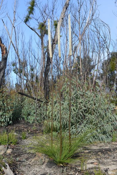 Xanthorrhoea concava, photographed by ronavery