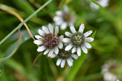 Eryngium scaposum, photographed by Neptalí Ramírez Marcial