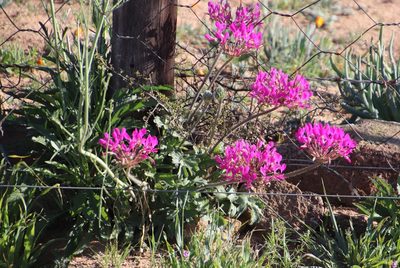 Pelargonium incrassatum, photographed by Tony Rebelo