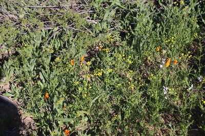 Senecio abruptus, photographed by Tony Rebelo