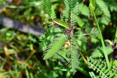 Aeschynomene villosa, photographed by Neptalí Ramírez Marcial