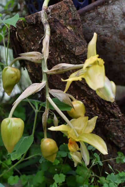 Stanhopea graveolens, photographed by Neptalí Ramírez Marcial