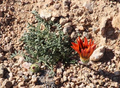 Gazania leiopoda, photographed by Tony Rebelo