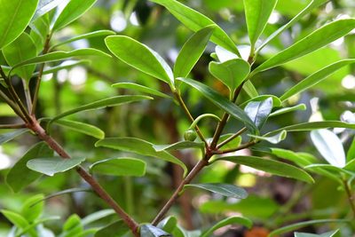 Ternstroemia lineata, photographed by Neptalí Ramírez Marcial