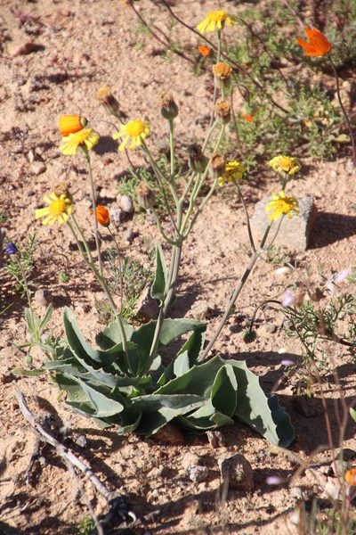 Othonna macrophylla, photographed by Tony Rebelo
