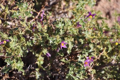 Solanum humile, photographed by Tony Rebelo
