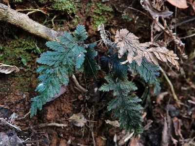Abrodictyum elongatum, photographed by Jacqui Geux