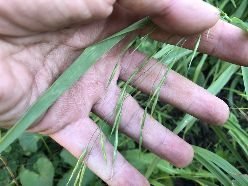 Bromus latiglumis, photographed by Mike B