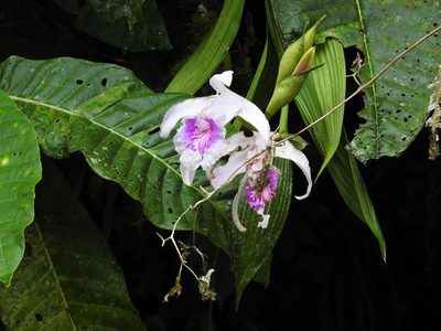 Sobralia rosea, photographed by Esteban Poveda