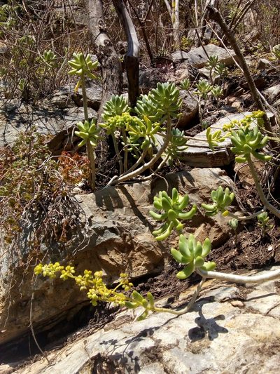 Sedum corynephyllum, photographed by Alvaro Perez Hernandez