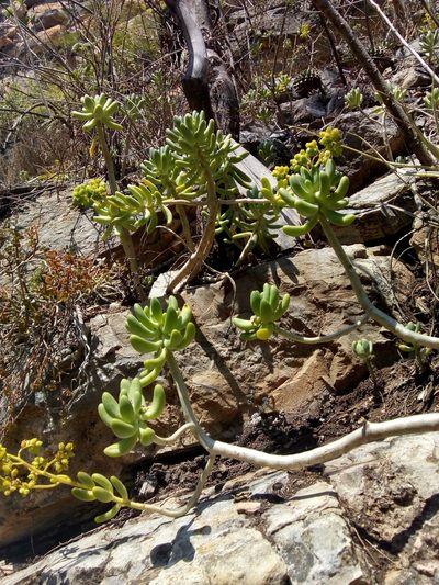 Sedum corynephyllum, photographed by Alvaro Perez Hernandez
