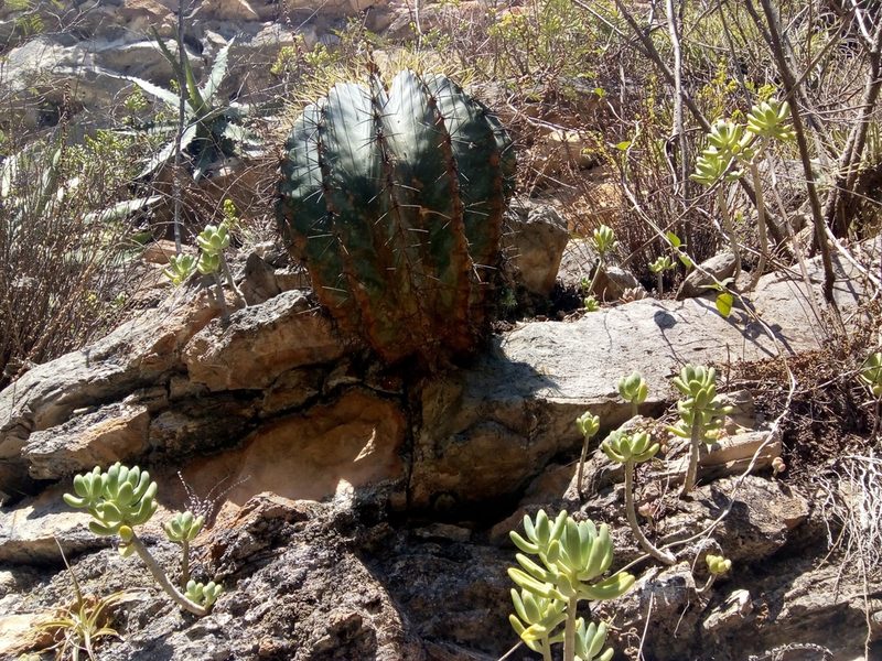 Ferocactus glaucescens, photographed by Alvaro Perez Hernandez