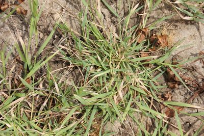 Sporobolus schoenoides, photographed by Millie Basden