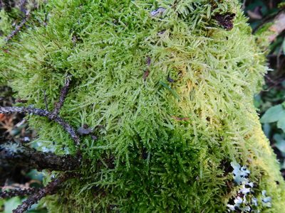 Hypnum jutlandicum, photographed by Susan Marley