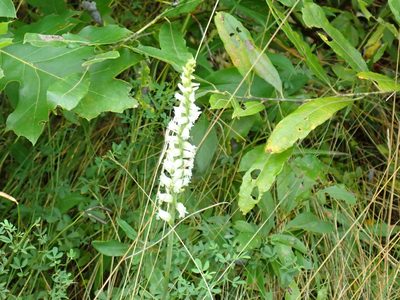 Spiranthes ochroleuca, photographed by Lynn Harper