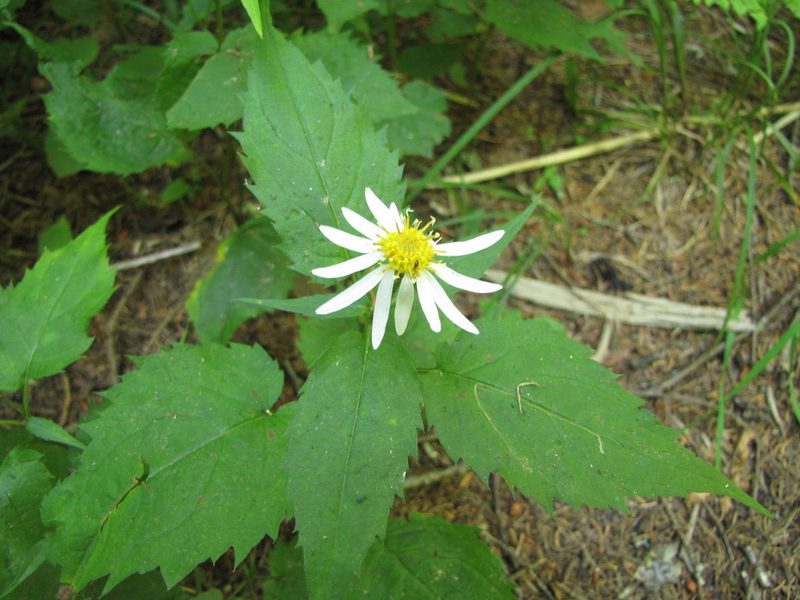 Eurybia chlorolepis, photographed by Ken Kneidel