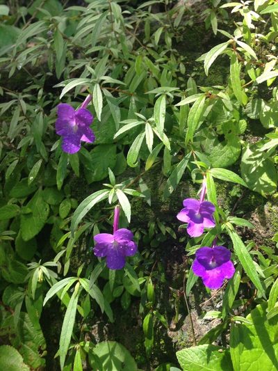 Achimenes cettoana, photographed by Neptalí Ramírez Marcial