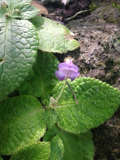 Eucodonia andrieuxii, photographed by Neptalí Ramírez Marcial