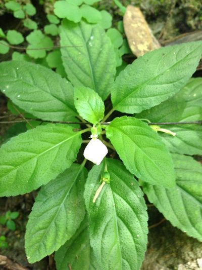 Hybanthus longipes, photographed by Neptalí Ramírez Marcial