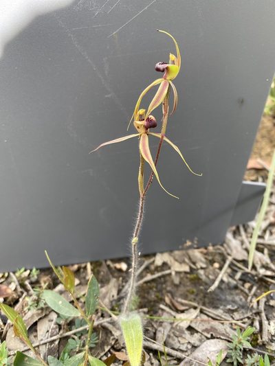 Caladenia clavigera, photographed by John Van Den Nouwelant