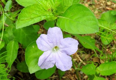 Ruellia intermedia, photographed by Francisco Farriols Sarabia