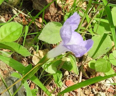Ruellia intermedia, photographed by Francisco Farriols Sarabia