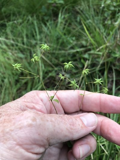 Thalictrum macrostylum, photographed by Alan Weakley