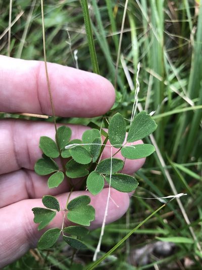 Thalictrum macrostylum, photographed by Alan Weakley