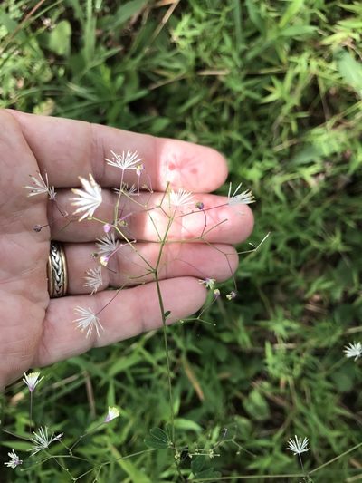Thalictrum macrostylum, photographed by Alan Weakley