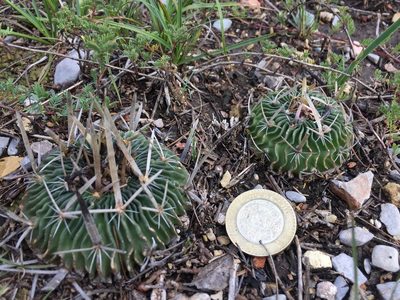 Stenocactus dichroacanthus, photographed by Karla M. Benítez
