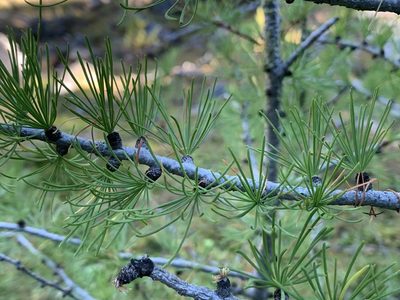 Larix lyallii, photographed by Aerin Jacob