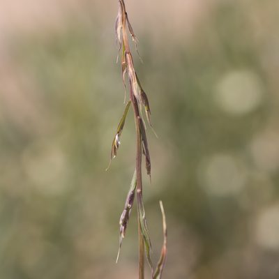Paractaenum novae-hollandiae, photographed by Kym Nicolson