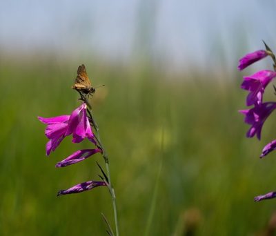 Gladiolus palustris, photographed by carnifex