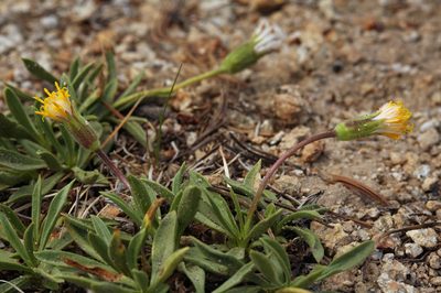 Raillardella scaposa, photographed by Steve Matson