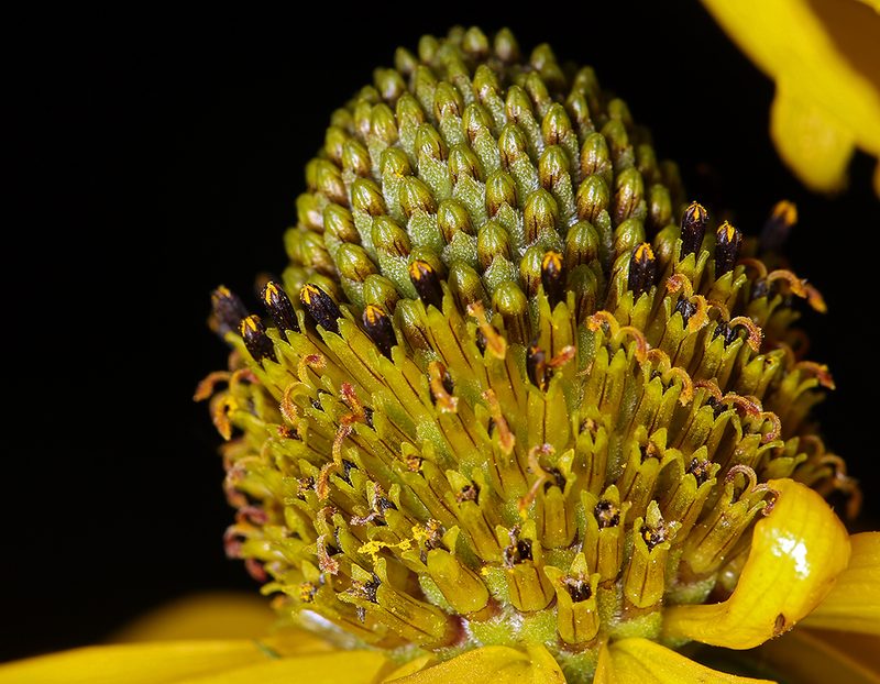 Rudbeckia klamathensis, photographed by Steve Matson
