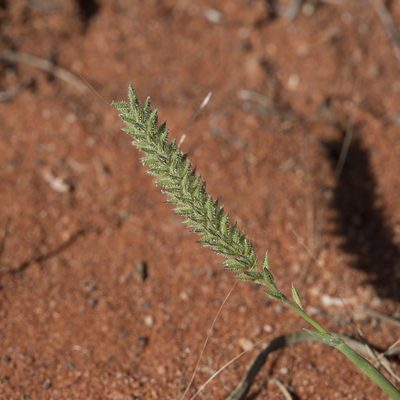 Tragus australianus, photographed by Kym Nicolson