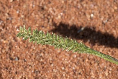 Tragus australianus, photographed by Kym Nicolson
