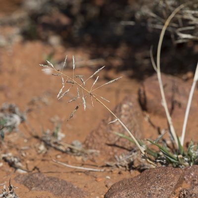Sporobolus actinocladus, photographed by Kym Nicolson