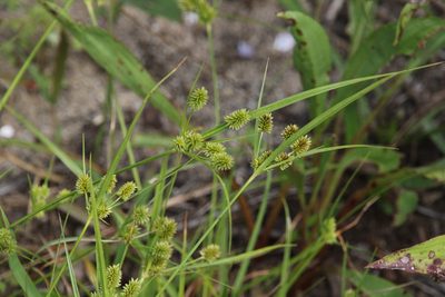 Cyperus retrorsus, photographed by er-birds
