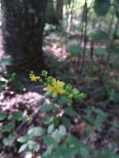 Agrimonia microcarpa, photographed by Will McFarland