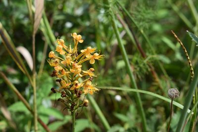 Platanthera chapmanii, photographed by alymharmon