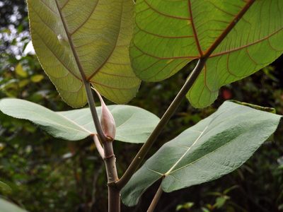 Ficus padana, photographed by Abu Hamas