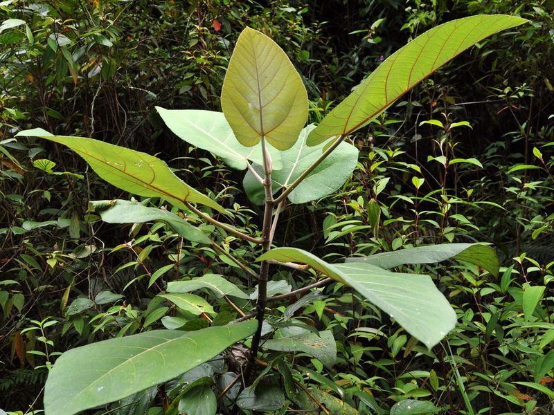 Ficus padana, photographed by Abu Hamas