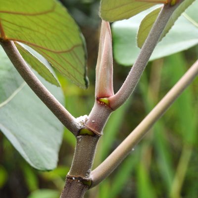 Ficus padana, photographed by Abu Hamas