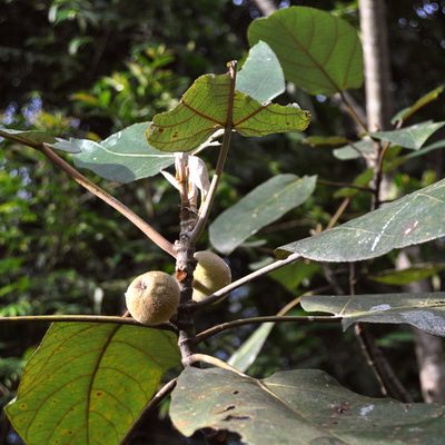 Ficus padana, photographed by Abu Hamas