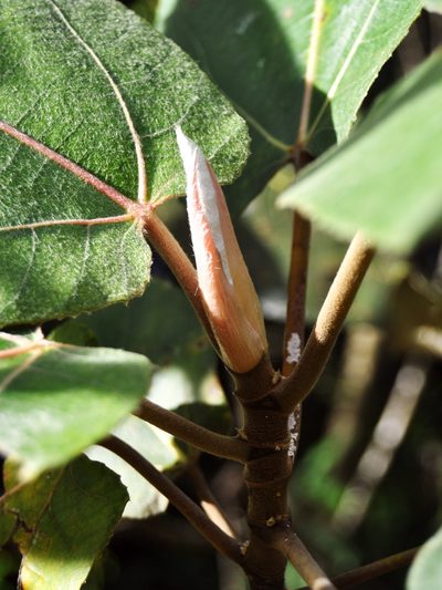 Ficus padana, photographed by Abu Hamas